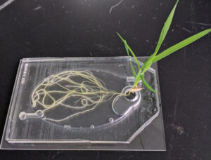 A plant sprouting in a flat clear plastic container.
