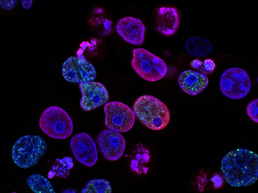 A group of cells glowing with purple and blue lights.