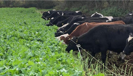 cows lined up eating lettuce