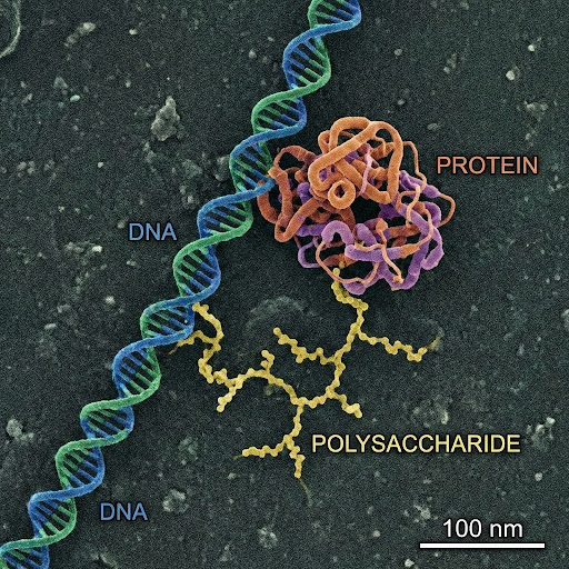 image of DNA, protein, and polysaccharide cells