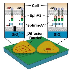 A schematic of the invention. As seen in the magnified insets, a lower membrane with attached ephrin-A1 molecules (i.e., ligands) is attached to a glass (SiOx) slide. A cell with ephrin type-A2 membrane receptors (EphA2) is placed on top of the lower membrane. On the right side, the resulting receptor-ligand complexes are radially transported (arrows) to the center of the contact interface, forming an Eph-ephrin assembly that can be detected with a microscope. On the left side, nanoscale metal barriers (black), deposited before formation of the synthetic membrane, block the lateral (or radial) transport of receptor-ligand complexes. 